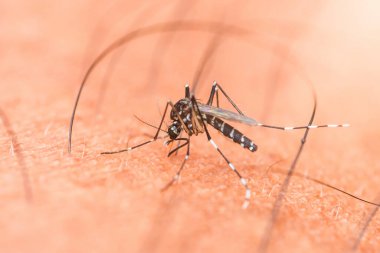Bilimsel olarak aedes albopictus olarak bilinen Asya kaplan sivrisineği aktif olarak insan derisinden kan emiyor ve sivrisinek kaynaklı hastalıkların risklerini vurguluyor.