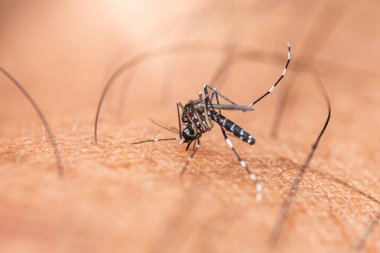 Bir Asya kaplan sivrisineğinin (aedes albopictus) Dang humması, zika virüsü ya da chikungunya gibi hastalık yayma potansiyeli bulunan bir insanı ısırması.