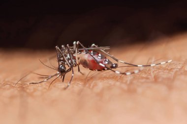 İnsan derisinden kan emen Asyalı bir kaplan sivrisineğinin (aedes albopictus) yakın çekimi, böceğin Dang humması, zika virüsü ve chikungunya gibi hastalıkların taşıyıcısı olarak rolünü vurgular.