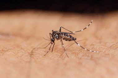 Aşırı yakın plan Aedes Albopictus, Asyalı bir kaplan sivrisineği, insan derisine kan emiyor, Dang hummasının potansiyel taşıyıcısı, chikungunya ve zika virüsü