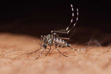 Bir Asyalı kaplan sivrisineğinin (aedes albopictus) insan derisinden kan emerek Dang humması, zika virüsü ve chikungunya gibi tehlikeli hastalıklara yol açtığı makro çekim.