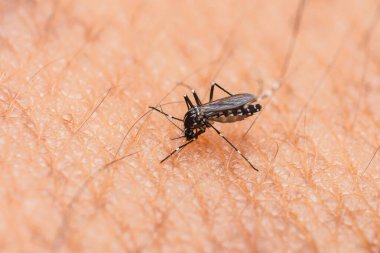 Aedes aegypti sivrisineğinin insan derisini ısırması, dang, zika ve chikungunya gibi hastalıkların riskini vurgulamak ve etkin sivrisinek kontrolü ihtiyacını vurgulamak