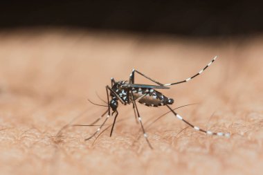 Asyalı bir kaplan sivrisineğinin yakın çekimi, aedes albopictus, insan derisinden beslenmek, dang, zika ve chikungunya gibi hastalıkların bulaşma riskini doğurur.
