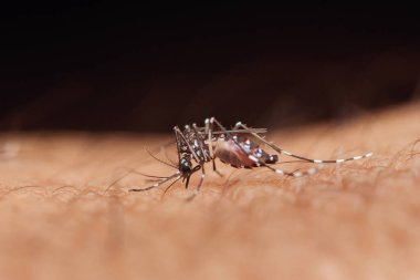 Aedes aegypti sivrisineğinin insan derisinden kan emmesi Dang humması, Zika virüsü ve chikungunya gibi tehlikeli hastalıklar yayması.