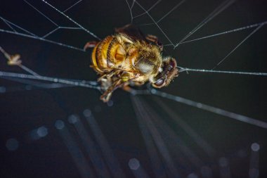 Yapışkan örümcek ağına karşı mücadele eden bal arısı, ince kanatları ve vücudu koyu bir arka planda vurgulanmış, doğada hassasiyet gösteren, ipek bir tuzağa yakalanmış.