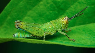 Canlı yeşil bir çekirgenin, yemyeşil bir yaprağın üzerinde dinlenen yakın çekimi, karmaşık detaylarını ve doğal ortamında kamuflajını gözler önüne seriyor.