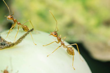 Dokumacı karıncalar yeşil, olgunlaşmamış bir domatesi yakından çekerek karman çorman vücutlarını vurguluyor ve canlı bir doğal yaşam alanı içinde besleniyor.