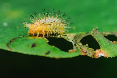 Sivri uçlu, sarı tırtıl canlı yeşil bir yaprağın içinden geçerken, böceğin eşsiz dokusunu ve yaprağın kısmen yenmiş halini gösteriyor.