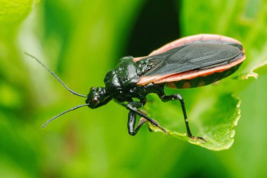 Platymeris Biguttatus 'un ya da canlı yeşil bir yaprağın üzerine tünemiş iki noktalı suikast böceğinin yakın çekimi, çarpıcı siyah gövdesini, kırmızı işaretleri ve uzun antenleri vurguluyor.