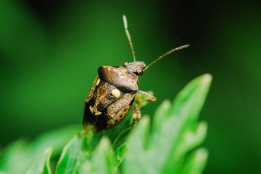 Kokuşmuş böcek, aynı zamanda kalkan böceği olarak da bilinir, doğal ortamında canlı yeşil bir yaprağın üzerine tünemiş, kendine özgü işaretlerini ve antenlerini sergiliyor.