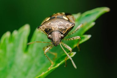 Benekli bir kalkan böceğinin canlı yeşil bir yaprağa tünediği yakın plan, lekeli dış iskeletinin ve bulanık bir arkaplana karşı hassas uzuvlarının karmaşık detaylarını vurguluyor.