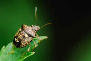 Doğal ortamında canlı yeşil bir yaprakta gezinen bir pis kokulu böceğin yakından görüntüsü ekosistem içindeki ince dış iskeletinin ve hassas dengesinin detaylarını vurguluyor.