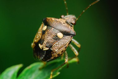 Işıl ışıl yeşil bir yaprağın üzerinde dinlenen istilacı bir böcek olan Halyomorpha halys 'in yakın çekimi, belirgin işaretlerini ve dış iskeletini yumuşak odaklı arka planda ortaya çıkarıyor.