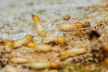 Yakından bakıldığında, bu zararlı böceklerin yapılar ve mülkler üzerindeki yıkıcı etkisini vurgulayarak, tahtaları etkin bir şekilde tüketen ve zarar veren işçi termitleri yakalıyor.