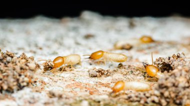 Yakından çekilen makro çekim, işçi termitleri aktif olarak bir tahta parçasını çiğnerken yakalıyor. Bu böceklerin zararlı davranışlarını ve neden oldukları potansiyel hasarı vurguluyorlar.