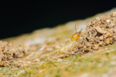 Doğal ortamında gezinen bir termitin yakın plan görüntüsü, böceğin çürüme ve çürüme ve besin döngüsü de dahil olmak üzere hayati ekosistem süreçlerindeki önemli rolünü vurgular.
