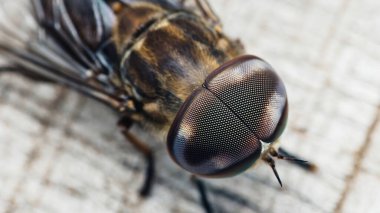 Dokulu ahşap üzerinde dinlenen bir at sineğinin (tabanidae) aşırı yakın çekimi, büyük bileşik gözler ve doğanın tasarımının özünü yakalayan önemli bir hortumun karmaşık ayrıntılarını vurguluyor