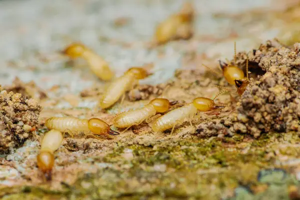 Sayısız termit etkin bir odun parçası tüketiyor, bu böceklerin yıkıcı doğasını ve yapılara verebilecekleri potansiyel hasarı vurguluyorlar.