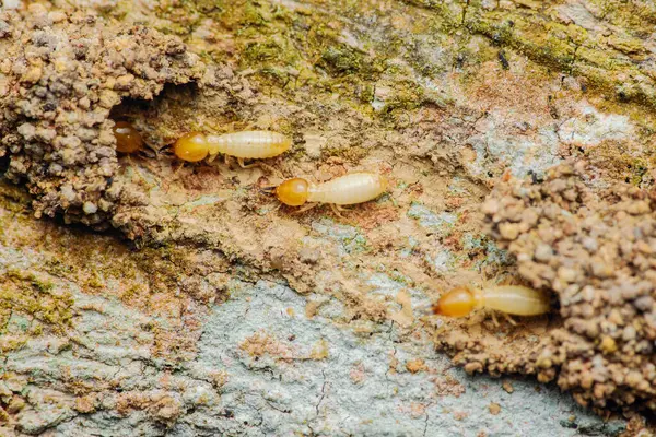 İşçi termitler bir ahşap yüzeyde tüneller inşa ederek kolonileri için yollar oluşturuyorlar ve bu böceklerin yıkıcı doğasını vurguluyorlar.