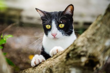 İki renkli siyah beyaz kedi, çarpıcı sarı gözlü ağaç dalına tırmanıyor, keskin pençeler sergiliyor ve ilginç bir şekilde canlı doğal çevreyi keşfediyor.