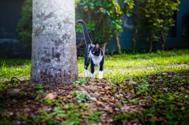Güneşli bir günde, bir ağaç gövdesinin yakınındaki bahçeyi keşfe çıkan siyah beyaz kedi, huzurlu ve eğlenceli bir sahne yaratıyor.