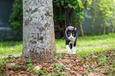 Bahçedeki yemyeşil çimlerin üzerinde zarif bir şekilde yürüyen siyah ve beyaz kedi güçlü bir ağaç gövdesinin arkasından garip bir şekilde yaklaşıyor, oyunculuk ve sükuneti somutlaştırıyor.