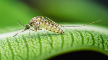 Sivrisinek, sivrisinek kaynaklı hastalıkların tehlikelerini vurgulayarak ve etkin sivrisinek kontrol tedbirlerine duyulan kritik ihtiyacın altını çizerek canlı yeşil bir yaprağa tünedi.