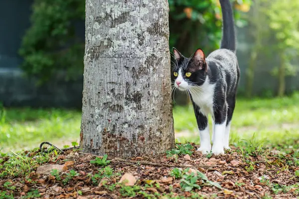Huzurlu bir bahçede ağaç gövdesinin yanında duran siyah beyaz kedi, ilginç bir şekilde çevresini gözlemliyor ve güneşli bir günde doğanın dingin güzelliğinin tadını çıkarıyor.