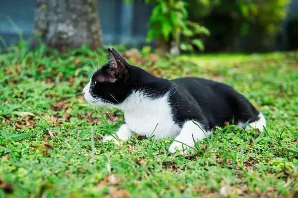 İki renkli kedi yemyeşil bir çimenlikte uzanıyor, canlı bir bahçenin huzurlu atmosferini emiyor, doğanın kucaklamasında huzur ve rahatlık hissi yayıyor.