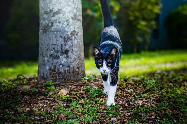 Siyah ve beyaz kedi canlı bir bahçede yemyeşil çimlerin üzerinde zarif bir şekilde yürüyor. Sıcak güneşin altında, dayanıklı bir ağaç gövdesinin tabanını eğlenceli bir şekilde keşfediyor.
