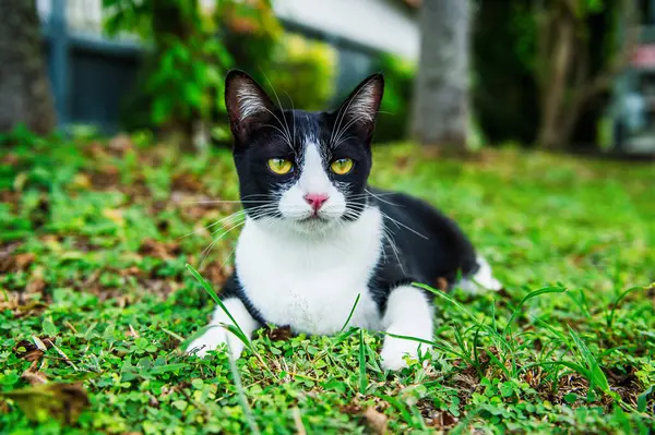Sarı gözlü siyah beyaz kedi bahçedeki yemyeşil çimlere uzanmış, doğanın güzelliği arasında huzurlu bir dinlenme anının tadını çıkarıyor.