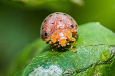 Siyah benekli turuncu uğur böceği canlı yeşil bir yaprağın üzerinde duruyor ve bu detaylı makro fotoğrafta doğanın güzelliğini gözler önüne seren çarpıcı bir kontrast oluşturuyor.