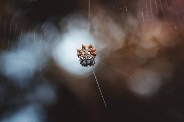 Karmaşık bir ağın ortasında sabırla bekleyen dikenli küre dokumacı örümceğin yakından görüntüsü. Masum böcekleri pusuya düşürmeye ve bir sonraki yemeğini güvene almaya hazırlanıyor.