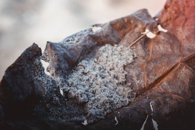 Sahilde kurumuş, çatlamış bir yaprağın yakın çekimi, kısmen kumla kaplı, doğal ortamdaki bozulma ve dayanıklılık arasındaki farkı vurguluyor.