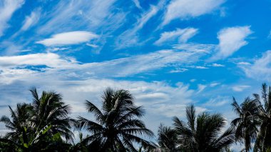 İnce beyaz bulutlar parlak mavi gökyüzünde sürükleniyor sallanan palmiye ağaçlarının siluetleri için çarpıcı bir zemin oluşturuyor, tropikal sükunet ve doğal güzelliği yakalıyor.
