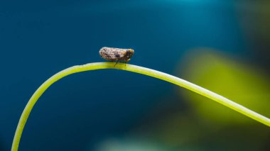Canlı yeşil bir bitki sapında dinlenen küçük bir böceğin yakın çekimi, bulanık mavi arkaplan karşısında büyüleyici bir kontrastlık yaratarak, doğanın hassas dengesini vurguluyor.