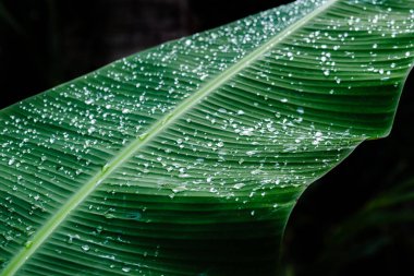 Canlı yeşil muz yaprağının yakın plan çekimi berrak yağmur damlalarıyla parıldıyor, tropikal yağmurun ardından, doğanın güzelliğini ve ekosistemin hassas dengesini gözler önüne seriyor.