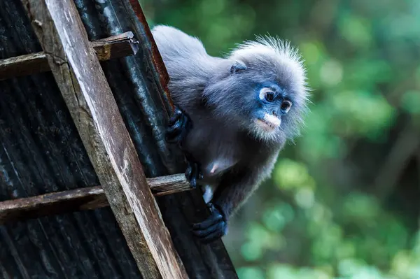 Siyah yaprak maymunu, aynı zamanda gözlüklü langur olarak da bilinir, paslı demir bir çatıya tırmanır, Tayland 'ın tropik yağmur ormanlarında, ahşap bir kirişe tutunur.