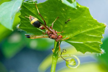 Çarpıcı sarı çizgileri olan kırmızı eşekarısı, canlı yeşil bir yaprağa baş aşağı sarkıyor, yanında küçük bir karınca ve kıvrık bir filizle, yumuşak, bulanık yeşil bir arka plana yaslanıyor.
