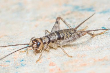 Dokulu bir yüzey boyunca sürünen sera deve cırcırböceğinin yakın görüntüsü hassas antenleri ve segmentli vücudunun karmaşık detaylarını gözler önüne seriyor.