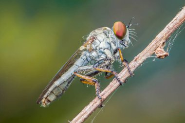 Hırsız sineği, aynı zamanda bir dala tüneyen, kendine özgü kırmızı gözlerini ve kıllı vücudunu sergileyen, bu yırtıcı böceğin doğal ortamındaki karmaşık detaylarını gözler önüne seren bir suikastçı sineği.