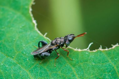 Yanardöner kanatlı ve turuncu antenli küçük siyah böcek, doğal bir ortamda canlı yeşil bir yaprak keşfediyor, doğanın güzelliğini ve çeşitliliğini gösteriyor.