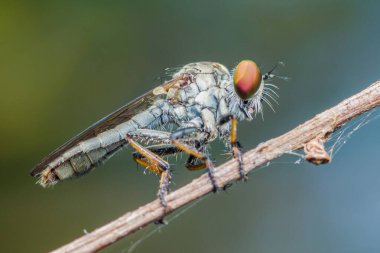 Hırsız sineği, ince bir dala tünemiş, kendine özgü kırmızı gözlerini ve kıllı kıllarını sergiler, bu yırtıcı böceğin doğal ortamındaki karmaşık detaylarını gözler önüne serer.