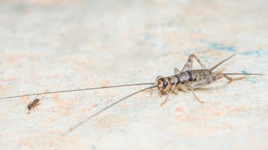 Bir sera deve cırcırböceğinin ve karıncaların beton bir yüzeyi keşfetmesi, böceklerin hassas özelliklerini ve zıt boyutlarını doğal ortamlarda sergilemesi.