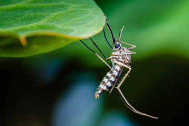 Close-up of an asian tiger mosquito (aedes albopictus) hanging upside down from a vibrant green leaf, highlighting its striking black and white striped pattern in a natural setting