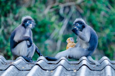 Dusky leaf monkey family, featuring an adorable orange baby perched on a roof, enjoying a tender moment together in their lush natural habitat. Capturing the essence of wildlife interaction