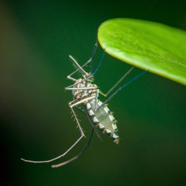 Yakın plan makro fotoğraf canlı yeşil bir yaprağın altında baş aşağı duran Asyalı bir kaplan sivrisinek, benzersiz işaretler vurguluyor ve bulanık bir arka plan karşı hassas anatomi