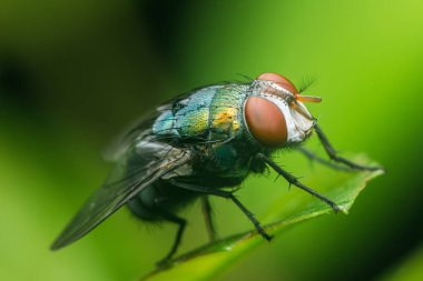 Yakın çekim makro fotoğraf canlı bir sinek vurguluyor Yanardöner renkler, yumuşak bulanık doğal bir arka plan üzerine nazikçe tünemiş yeşil bir yaprak