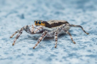 Dokulu bir yüzeyde yüzen zıplayan bir örümceğin yakın çekimi vahşi ortamında karmaşık özellikler ve canlı renkler sergiliyor.