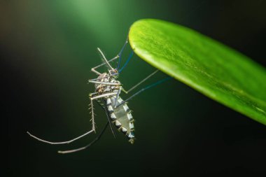 Asyalı bir kaplan sivrisineğinin (aedes albopictus) canlı yeşil bir yaprağa baş aşağı sarkarken, çarpıcı siyah ve beyaz çizgili desenini vurguluyor.